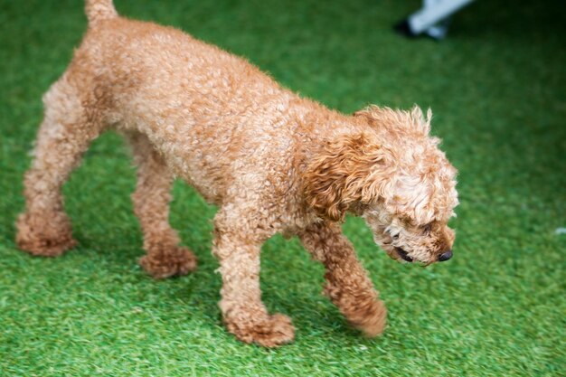 Foto close-up van een hond