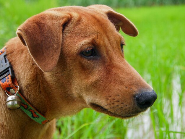 Foto close-up van een hond