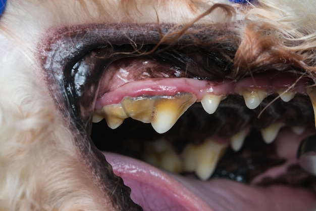 Foto close-up van een hond