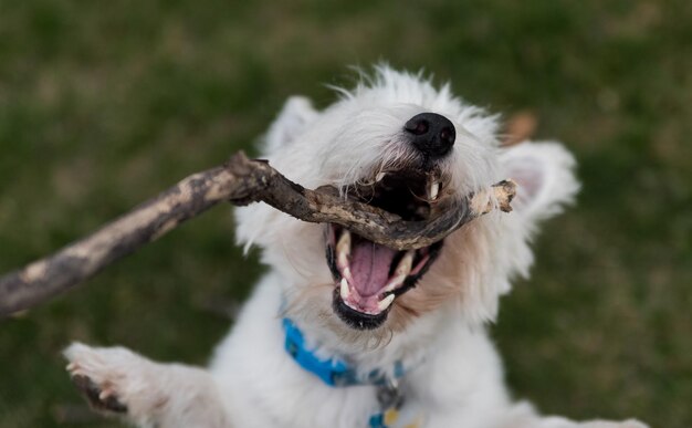 Foto close-up van een hond