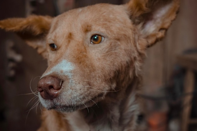 Close-up van een hond