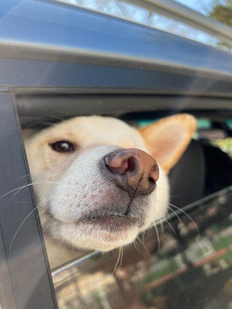 Close-up van een hond