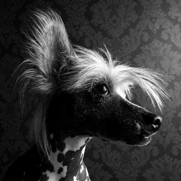 Close-up van een hond