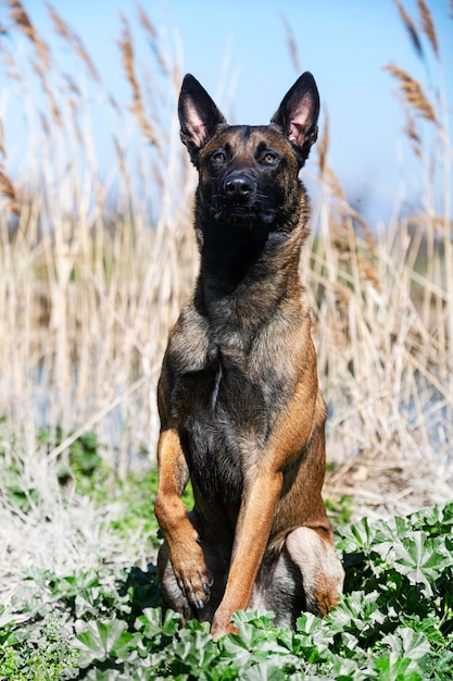 Close-up van een hond