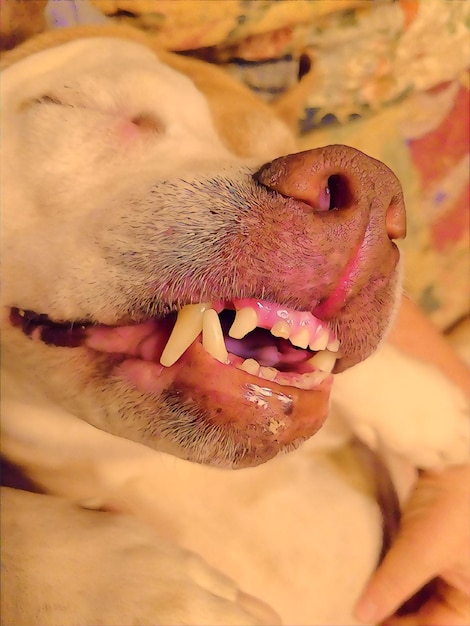 Foto close-up van een hond