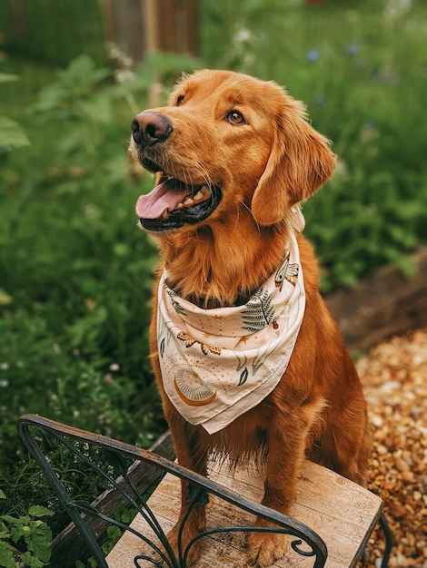 Close-up van een hond