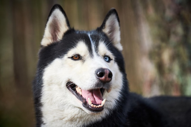 Close-up van een hond