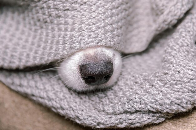 Close-up van een hond