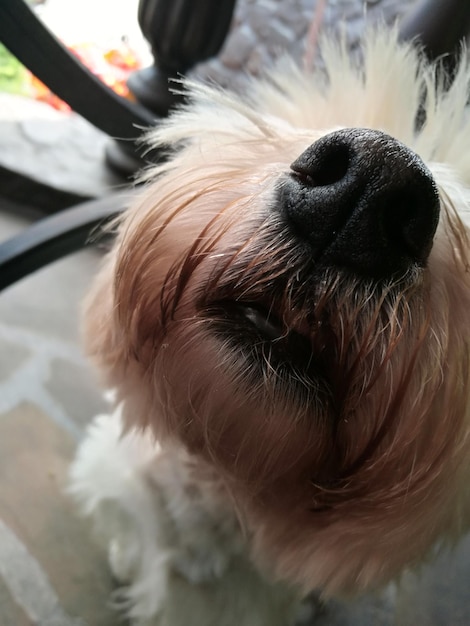 Foto close-up van een hond