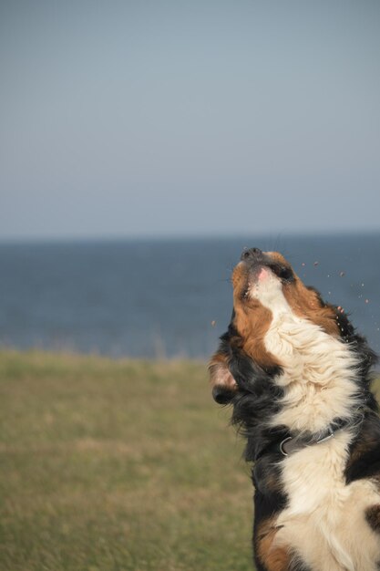 Foto close-up van een hond