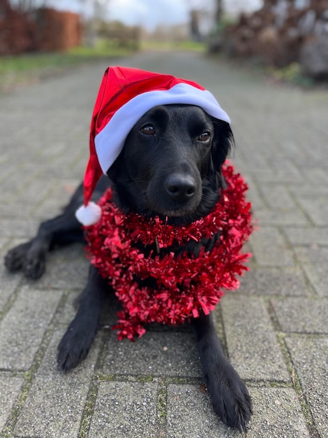 Foto close-up van een hond