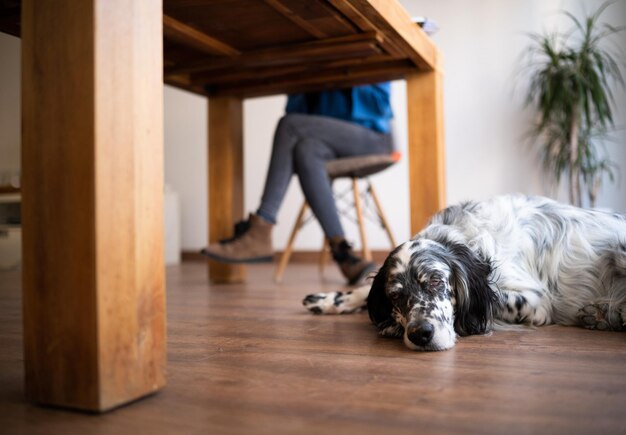 Foto close-up van een hond