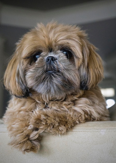 Close-up van een hond