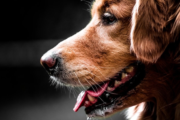 Close-up van een hond