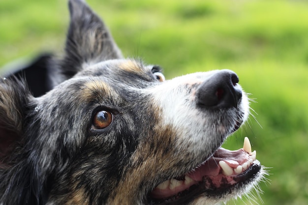 Close-up van een hond
