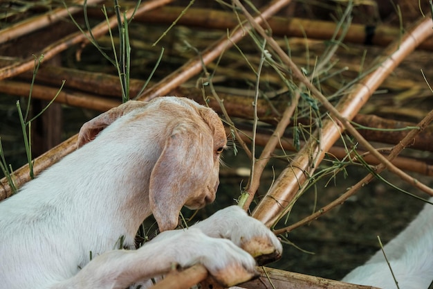 Close-up van een hond