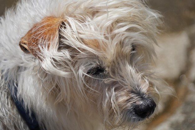 Foto close-up van een hond