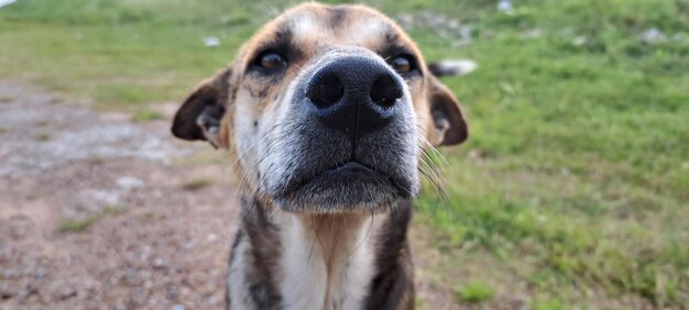 Foto close-up van een hond