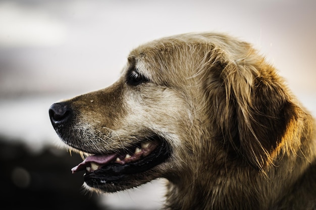 Close-up van een hond