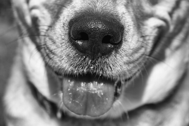 Foto close-up van een hond