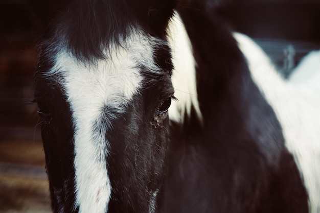 Foto close-up van een hond