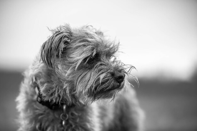 Foto close-up van een hond