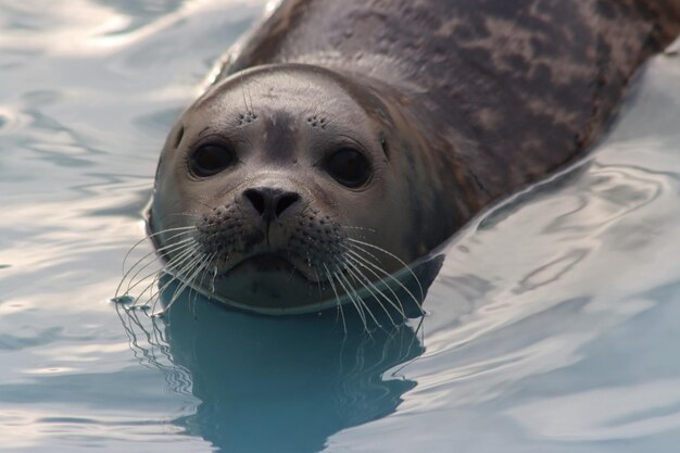 Close-up van een hond