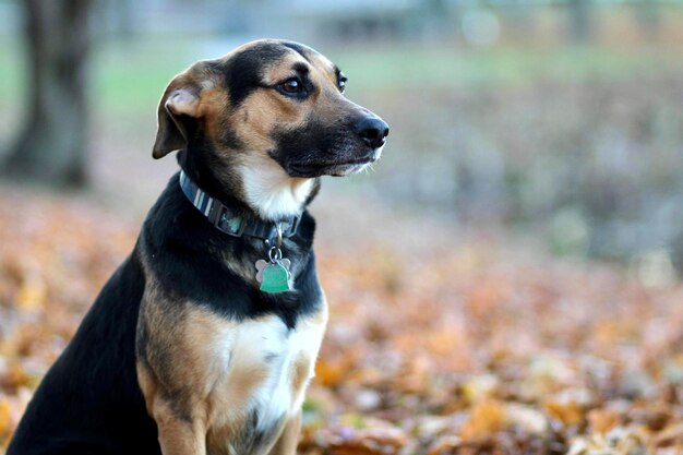 Foto close-up van een hond