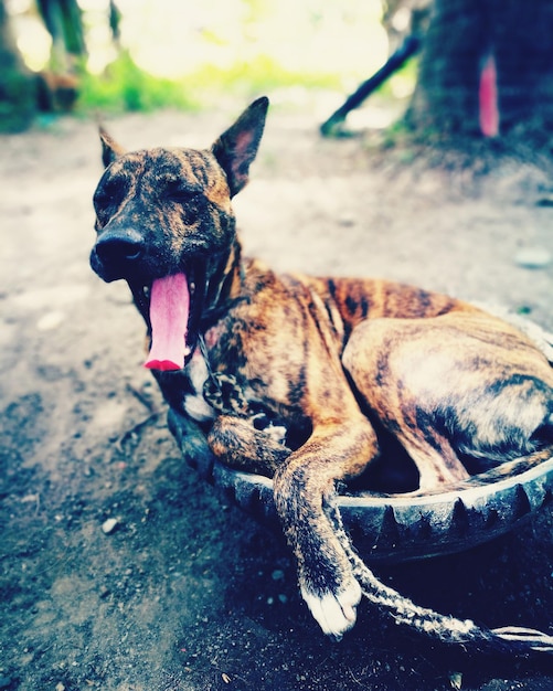 Close-up van een hond