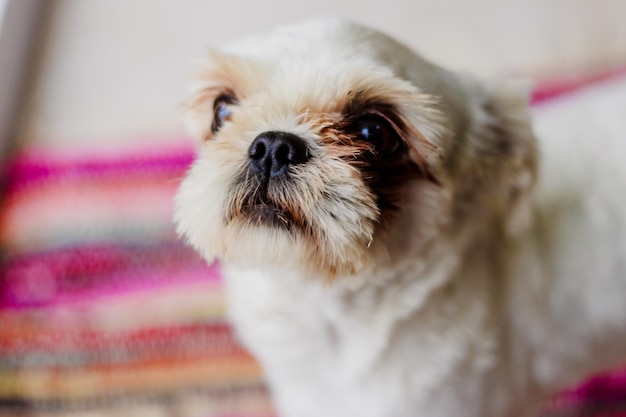 Close-up van een hond