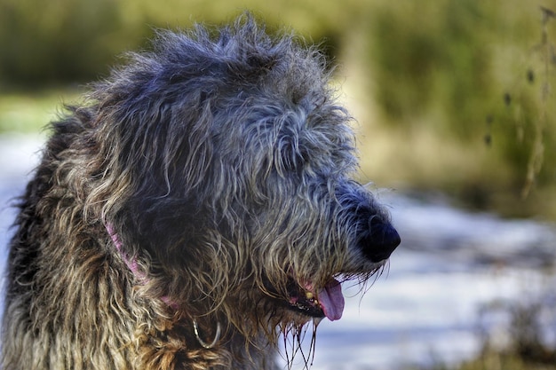 Foto close-up van een hond