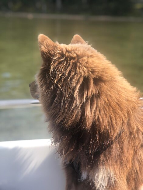 Foto close-up van een hond