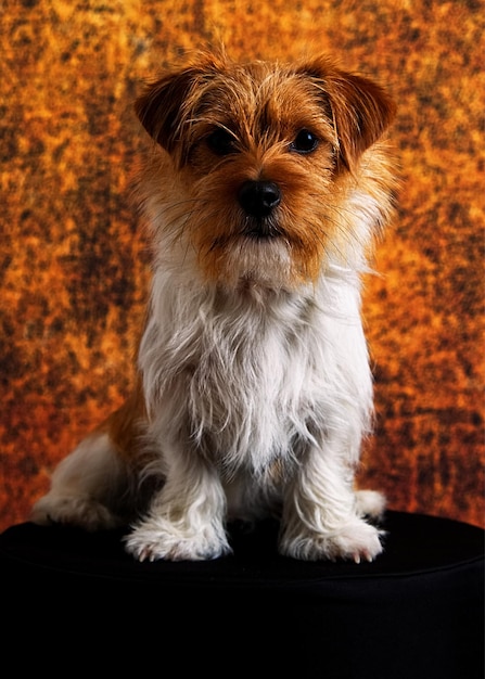 Foto close-up van een hond