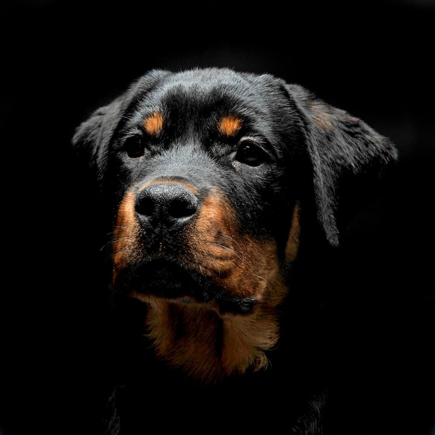 Close-up van een hond