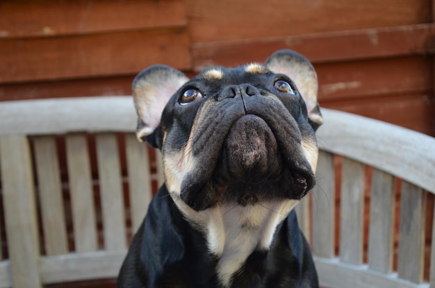 Close-up van een hond