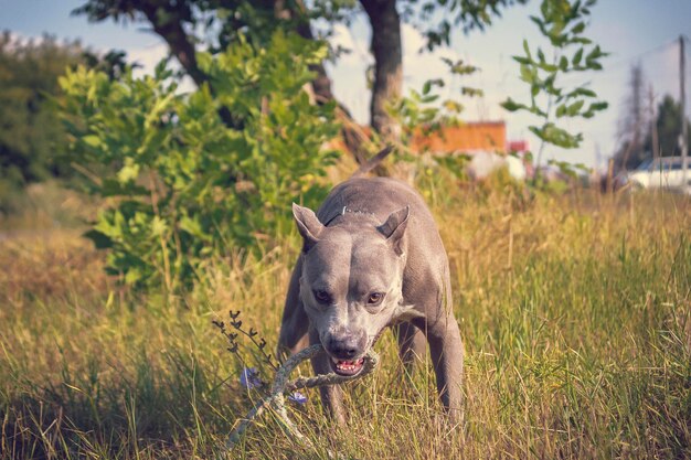 Foto close-up van een hond