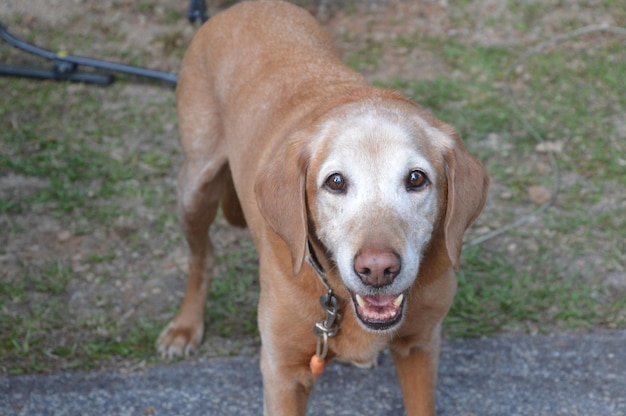 Close-up van een hond