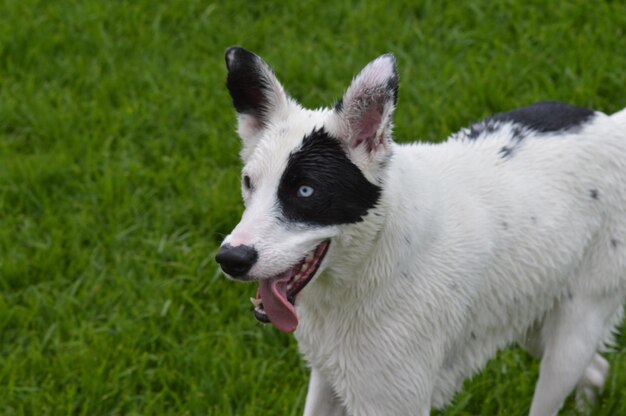 Foto close-up van een hond