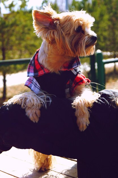 Foto close-up van een hond