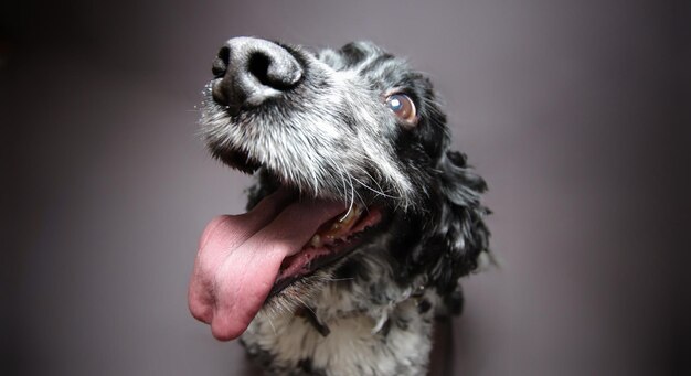 Foto close-up van een hond