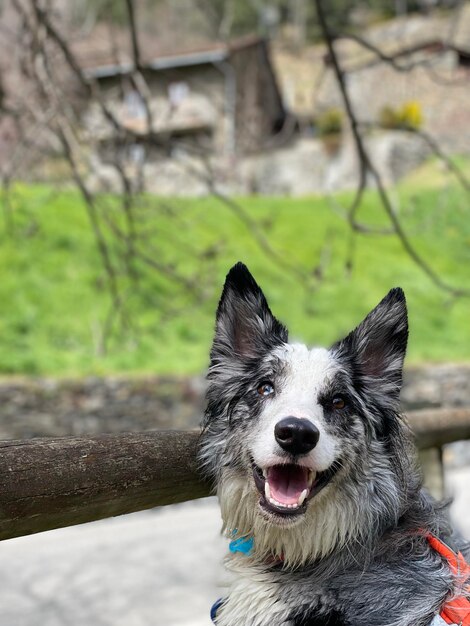 Foto close-up van een hond