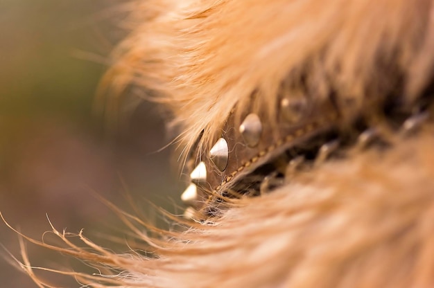 Foto close-up van een hond