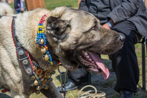 Foto close-up van een hond