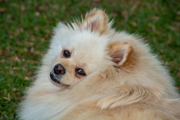 Foto close-up van een hond