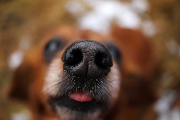 Foto close-up van een hond