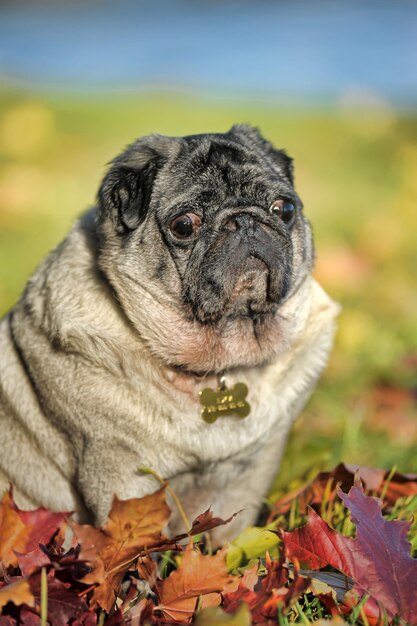 Foto close-up van een hond