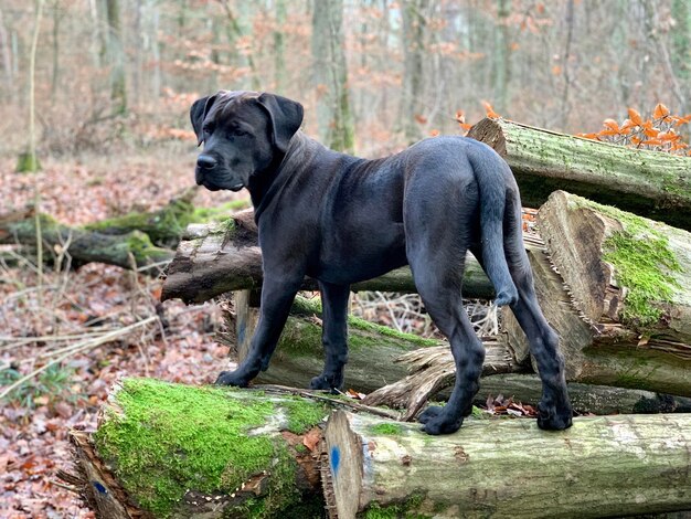 Foto close-up van een hond