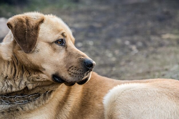 Foto close-up van een hond