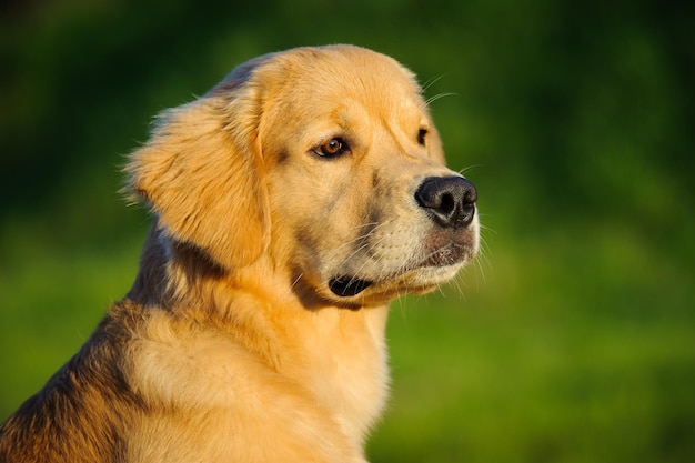 Close-up van een hond