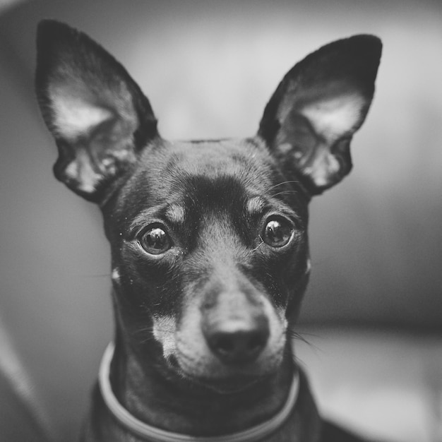 Close-up van een hond
